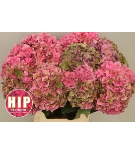 Hortensia Rodeo cl 60 cm