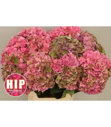 Hortensia Rodeo cl 80 cm