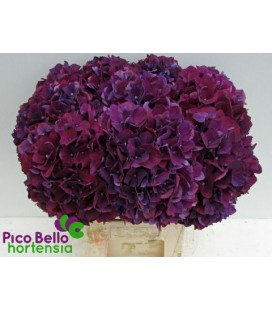 Hortensia Ruby red 60 cm