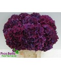 Hortensia Ruby red 60 cm