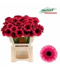 Germini Amelie 