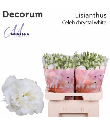 Lisianthus Celebra Chrystal 