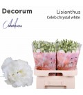 Lisianthus Celebra Chrystal 