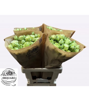 Rose branchue ov 60 cm