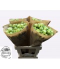 Rose branchue ov 60 cm