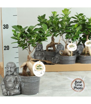 Ficus ginseng Ø 19 cm
