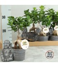 Ficus ginseng Ø 19 cm