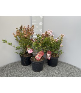 Lagestroemia Ø 19 
