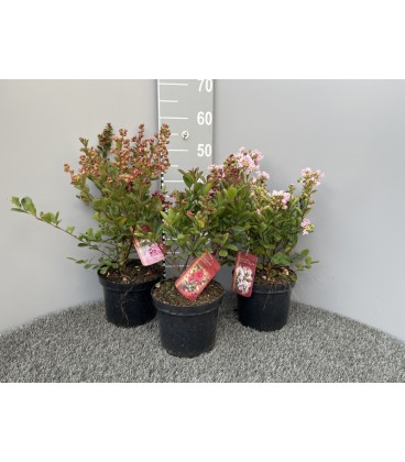 Lagestroemia Ø 19 