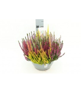 Calluna Beauty Lady Mosaica  Ø 23