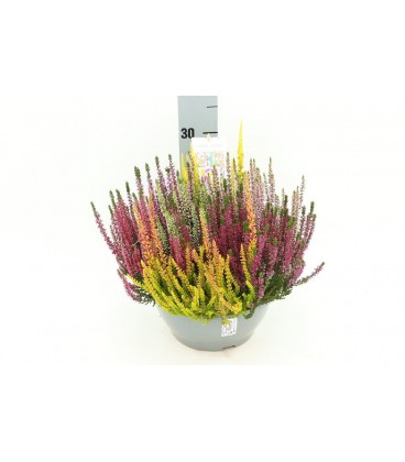 Calluna Beauty Lady Mosaica  Ø 23