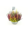 Calluna Beauty Lady Mosaica  Ø 23