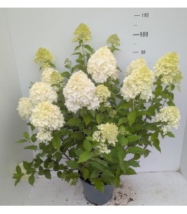 Hydrangea Limelight Ø 27