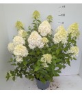 Hydrangea Limelight Ø 27