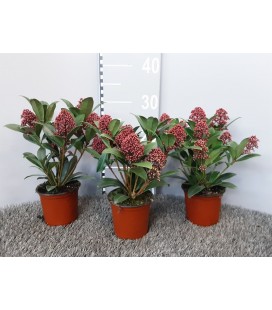 Skimmia rub Ø 10.5