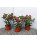 Skimmia rub Ø 10.5