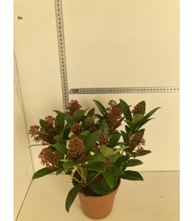 Skimmia rub Ø 13