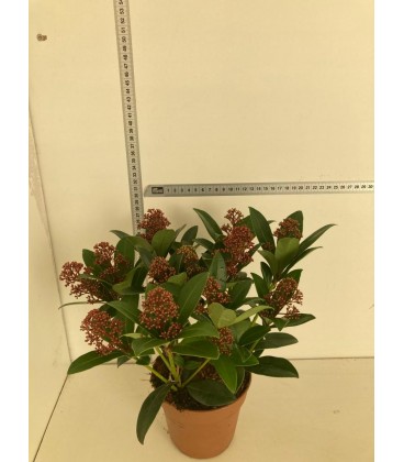 Skimmia rub Ø 13