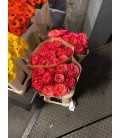 Rose Lady Lindsey 40 cm