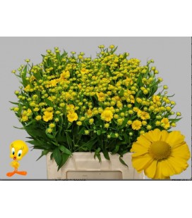 Helenium ov 50 cm