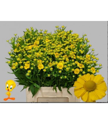 Helenium Tweety 60 cm