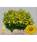 Helenium Tweety 60 cm