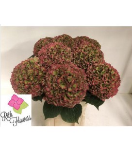 Hortensia Mag Sw Rub cl 80 cm