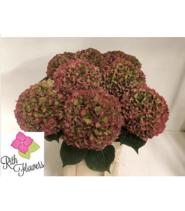 Hortensia Mag Sw Rub cl 80 cm