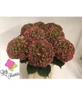Hortensia Mag Sw Rub cl 80 cm