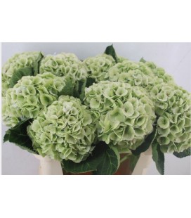 Hortensia My Macha cl 75 cm