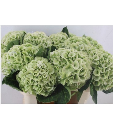 Hortensia My Macha cl 50 cm