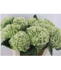 Hortensia My Macha cl 50 cm