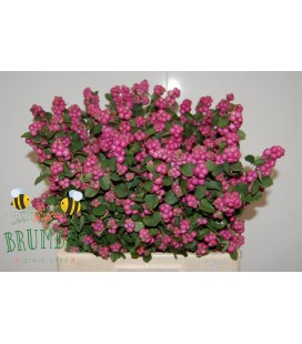 Symphorine treasure 80 cm