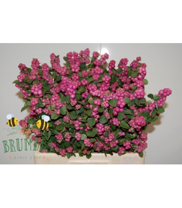 Symphorine treasure 80 cm