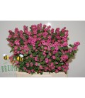 Symphorine treasure 80 cm