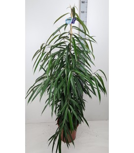 Ficus Ben Alii Ø 27 h 150