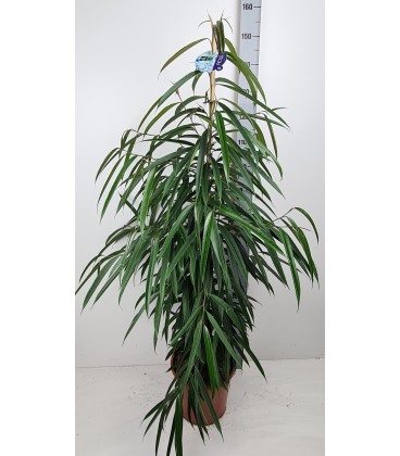 Ficus Ben Alii Ø 27 h 150
