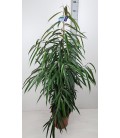 Ficus Ben Alii Ø 27 h 150
