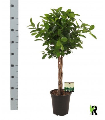 Ficus Moclame Ø 24 h 115