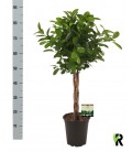 Ficus Moclame Ø 24 h 115