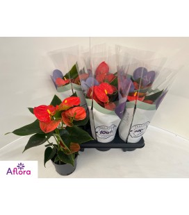Anthurium Solara Ø 12