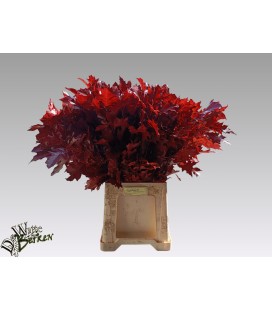 Feuille de chene teinté Rouge