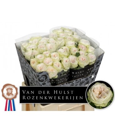 Rose Bal Dream Sum.h 60 cm