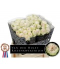 Rose Bal Dream Sum.h 60 cm
