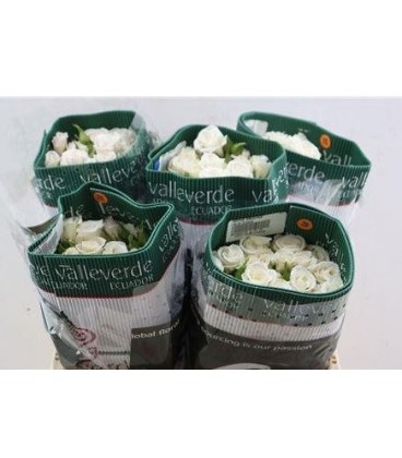 Rose Branchue White Majolika 60 cm