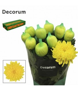 Chrysantheme G Maracuja 75 cm