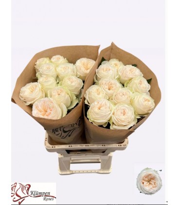 Rose Asha rose 50 cm