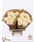 Rose Asha rose 50 cm