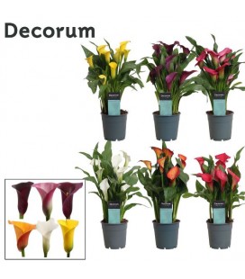 Calla mix pot de 12