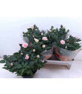 Rosier Pink Ø 20